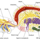 Anatomía de una araña terrestre